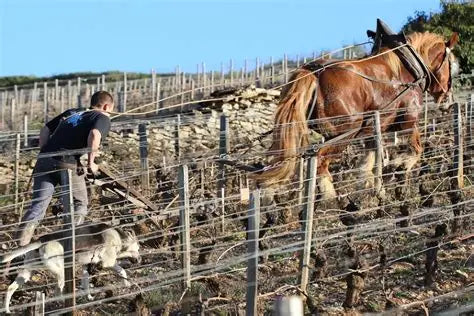 Côte de Beaune